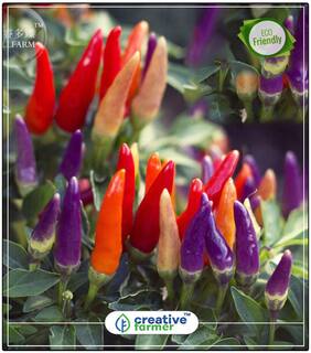 Seeds : Ornamental Chilli Red;Orange;Yellow;Purple;Lavender;And White Mixed Vegetable Seeds Economy Gardening Plant Seeds