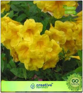 Seeds : Ornamental Flowering Tree Tecoma Stans Flowering Perennial Shrub Flower Seeds For Garden Flowering Plant Seeds Premium Economy Kitchen Garden Plant Seeds