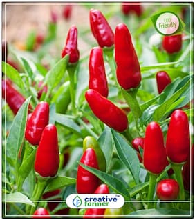 Seeds : Ornamental Pepper Plant Capsicum Vegetable Seeds Economy Gardening Plant Seeds