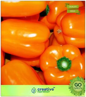 Seeds : Ornamental Plant Seeds : Capsicum Seeds Premium Economy Kitchen Garden Plant Seeds