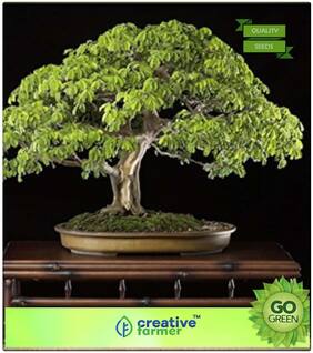 Seeds : Ornamental Tree : Feuilleea Saman Premium Economy Kitchen Garden Plant Seeds