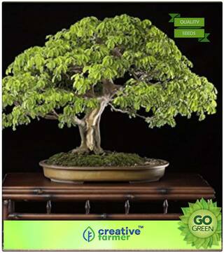 Seeds : Ornamental Tree : Feuilleea Saman Premium Economy Kitchen Garden Plant Seeds