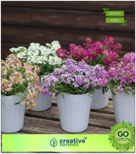 Seeds : Ornament Plants Seeds : Sweet Alyssum Premium Economy Kitchen Garden Plant Seeds