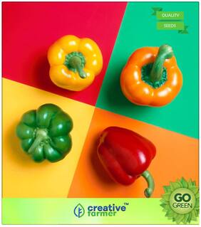 Seeds : Ornamental Plant Seeds : Mixed Colour Capsicum Seeds - All Colour Mixed Premium Economy Kitchen Garden Plant Seeds