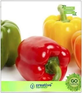 Seeds : Ornamental Vegetable Seeds : Capsicum All Colour Mixed Premium Economy Kitchen Garden Plant Seeds