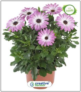 Seeds : Osteopermum-Sunday Mix Summer Flower Seeds For Home Garden Economy Gardening Plant Seeds