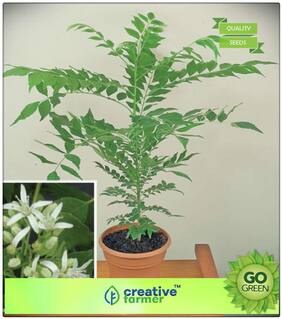 Seeds : Outdoor Plants Curry Leaves Seeds Leafy Seeds Plant Seeds Premium Economy Kitchen Garden Plant Seeds