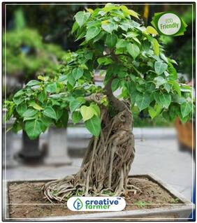 Seeds : Oxygen Producing Trees Asbattha Ficus Religiosa Rare Seeds Bonsai Tree Seeds Tree Bonsai Seeds Economy Gardening Plant Seeds