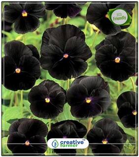 Seeds : Pansy - Amnon And Tamar Gardening Seeds All Season Economy Gardening Plant Seeds
