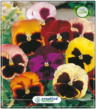 Seeds : Pansy Flower Seeds Human Face - Yellow And White Mix Seeds For Indian Climate Economy Gardening Plant Seeds