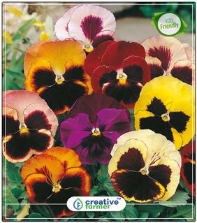 Seeds : Pansy F1 Mix Plant Seeds For Home Economy Gardening Plant Seeds