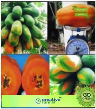 Seeds : Papaya Seeds Pusa Fruit Seeds For Kitchen Garden Premium Economy Kitchen Garden Plant Seeds