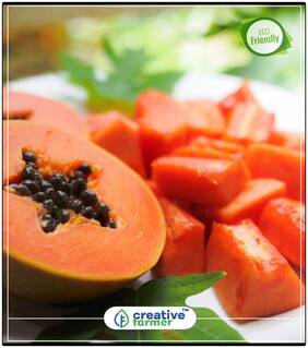 Seeds : Papaya Seeds Very Sweet Best Fruit Seeds Bonsai Plant Seeds Fruit Bonsai Seeds Economy Gardening Plant Seeds
