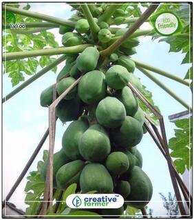 Seeds : Papaya Indian Beauty Produce Heavily Fruit Seeds Plant Seeds For Garden Bonsai Plant Seeds Fruit Bonsai Seeds Economy Gardening Plant Seeds