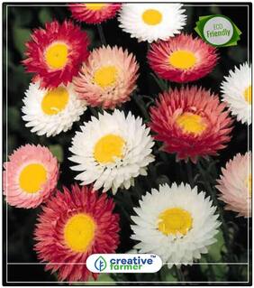 Seeds : Paper Daisy Gardening Seeds Flower Summer Economy Gardening Plant Seeds