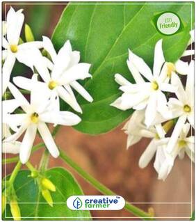 Seeds : Parijaat Or Harsingar - Small Ornamental Tree With Fragrant White Flowers Flowering Seeds For Home Garden Economy Gardening Plant Seeds