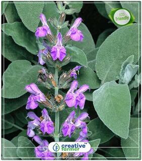 Seeds : Parsley Herb Seeds - Ajmood (Hindi) Herb Seeds For Home Garden Economy Gardening Plant Seeds