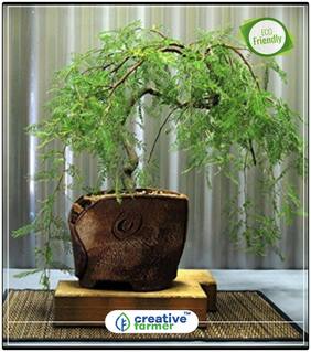 Seeds : Peela Gulmohar Flowering Tree Economy Gardening Plant Seeds