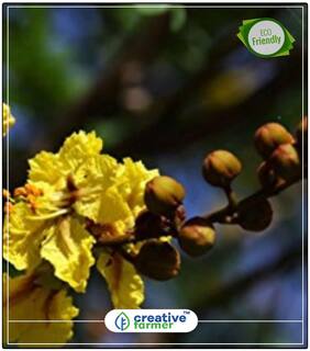 Seeds : Peela Gulmohar Flowering Tree Seeds Economy Gardening Plant Seeds