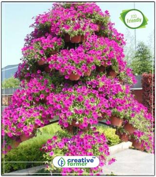 Seeds : Petunia Grandiflora Rose Variety Plant Seeds Exotic Economy Gardening Plant Seeds