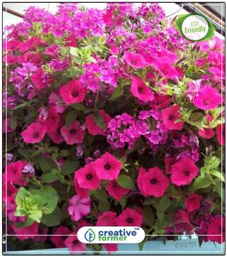Seeds : Petunia Grandiflora Pink -Rose Winter Flower Ornamental Vegetable Seeds Economy Gardening Plant Seeds