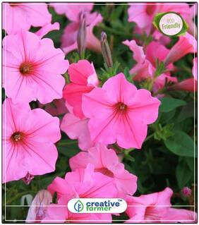 Seeds : Petunia - Petunia Dreams Rose Morn Plant Seeds For Balcony Economy Gardening Plant Seeds