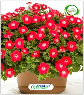 Seeds : Petunia-Scarlet Red Seeds For Garden Economy Gardening Plant Seeds
