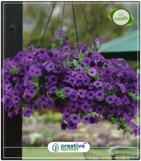 Seeds : Petunia Nana Compacta Royal Blue Summer Flower Seeds Economy Gardening Plant Seeds