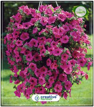 Seeds : Petunia N C Star Mix Pots Of Plants Economy Gardening Plant Seeds