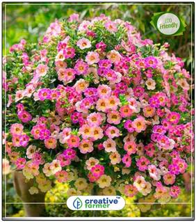Seeds : Petunia-Mixed Flower Seeds Winter Economy Gardening Plant Seeds