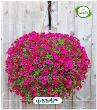 Seeds : Petunia - Petunia Dreams Rose Morn Flower Seeds For Summer Season Economy Gardening Plant Seeds
