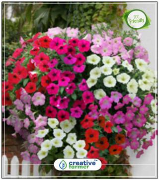Seeds : Petunia Ultra Star Variety Plant Seeds Garden Economy Gardening Plant Seeds