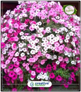 Seeds : Phlox Twinkle Dwarf Mix Flower Seeds Plant Outdoor Seeds Economy Gardening Plant Seeds