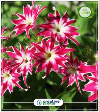 Seeds : Phlox Twinkle Mix Garden Mix Flower Seeds For Summer Season Economy Gardening Plant Seeds