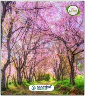 Seeds : Pink Colour Prunus - Flower Tree Seeds Economy Gardening Plant Seeds