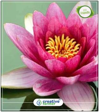Seeds : Pink Lotus / Waterlily Flower Seeds Plant Seeds For Hanging Pots Economy Gardening Plant Seeds