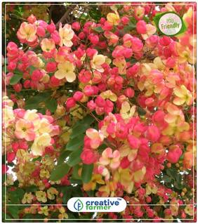 Seeds : Pink Shower Ornamental Tree Economy Gardening Plant Seeds