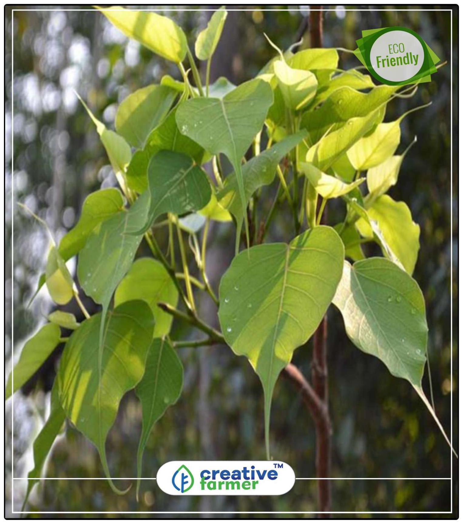 https://assetscdn1.paytm.com/images/catalog/product/H/HO/HOMSEEDS-PIPPALCREA88747AA1DDD4B/1563036706578_0..jpg