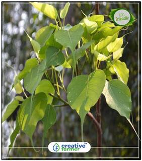 Seeds : Pippalam Tree Seeds Bonsai Tree Seeds Tree Bonsai Seeds Economy Gardening Plant Seeds