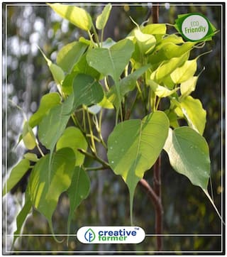 Seeds : Pippalam Tree Seeds Bonsai Tree Seeds Tree Bonsai Seeds Economy Gardening Plant Seeds