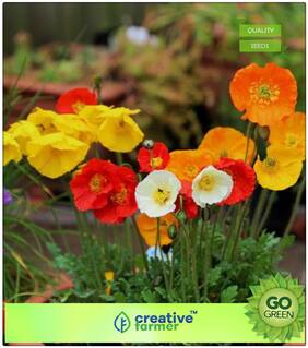 Seeds : Plant Seeds For Home Decor : Field Poppy Premium Economy Kitchen Garden Plant Seeds