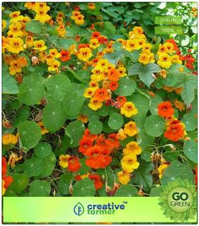 Seeds : Plant Seeds For Balcony : Nasturtium Indian Cress Seeds Troika Orange Heavy Blooming Flower Premium Economy Kitchen Garden Plant Seeds