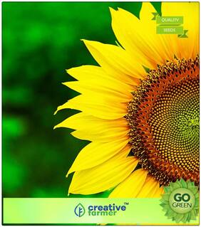 Seeds : Plant Seeds Home. Garden Flowers : Sunflower Giant Dwarf Premium Economy Kitchen Garden Plant Seeds