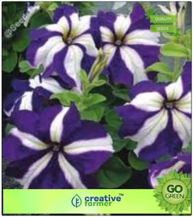 Seeds : Plant Seeds Flower : Petunia Axillaris Premium Economy Kitchen Garden Plant Seeds