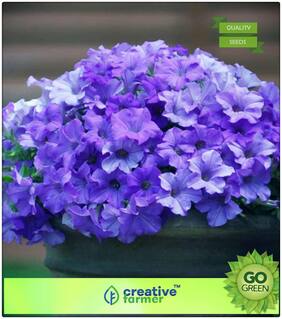 Seeds : Plants Seeds Air Purifying : Mixed Petunia - Attractive Bedding Flower Premium Economy Kitchen Garden Plant Seeds