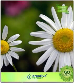 Seeds : Plants Seeds For Mini Pots : Metrecaria-Gold Star Premium Economy Kitchen Garden Plant Seeds