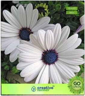 Seeds : Plants Seeds For Mini Pots : Dimorphothica-White King Premium Economy Kitchen Garden Plant Seeds