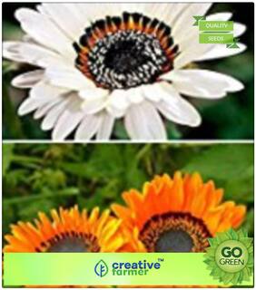 Seeds : Plants Seeds For Mini Pots : Venidium-White Mixed Premium Economy Kitchen Garden Plant Seeds