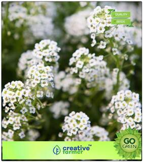 Seeds : Plants Seeds Exotic : Alyssum Snow Carpet Premium Economy Kitchen Garden Plant Seeds