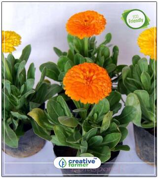 Seeds : Pot Marigold Mixed Hybrid Flower Seed Kit Economy Gardening Plant Seeds